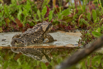  zapo común o zapo europeo (Bufo bufo)