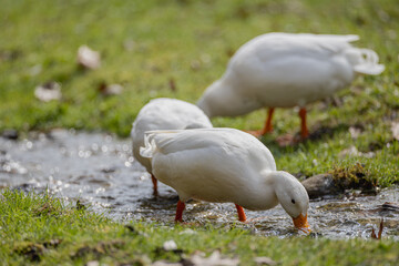 Ente im Fluss