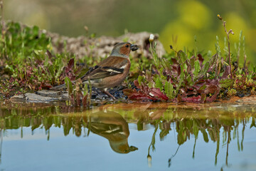 pinzón vulgar (Fringilla coelebs) en el estanque	