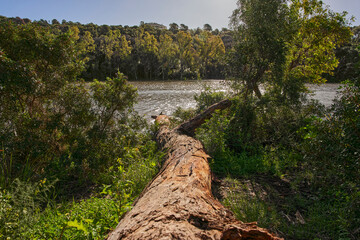 tronco caído sobre el lago 