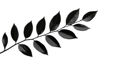 Elegant black leaf branch isolated on transparent background