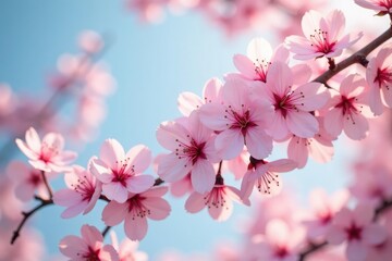 Obraz premium Delicate pink cherry blossoms, soft petals, gentle breeze, botanical, cherry blossom