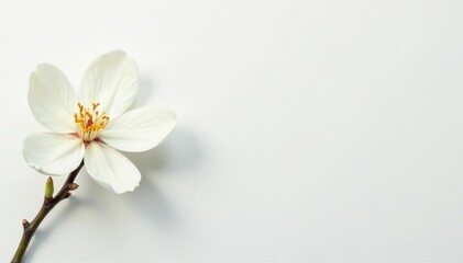 Fototapeta premium Delicate white blossom against pure white background, clean, artistic