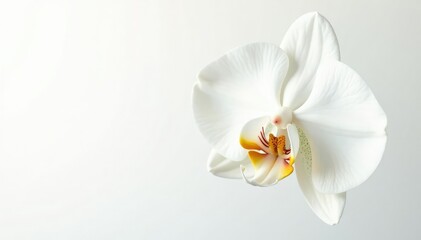 Obraz premium Delicate white orchid blossom, pristine petals against pure white backdrop, nature, background