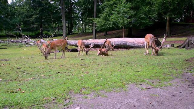 A herd of deer feeding on lush green grass in a serene forest clearing, surrounded by fallen logs and trees, showcasing peaceful wildlife in vejle denmark
