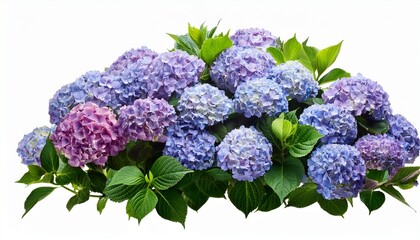 hydrangea flowers bush isolated on transparent