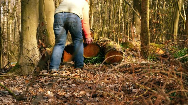 Woman moving Log lumber stored in English forest
