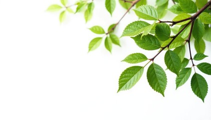 Obraz premium Isolated tree branches on white background with subtle texture and shading, white, texture, natural