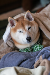 布団で眠る柴犬