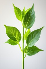 Fototapeta premium Young bell pepper plant growing on a white background