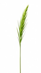 Single stem of a tall grass isolated on white background, stem, solitude,