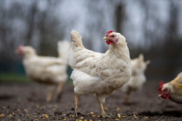 Free-range chicken walking on a farm