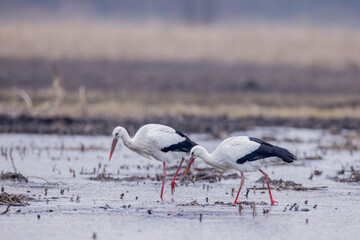Weißstorch bei Futtersuche