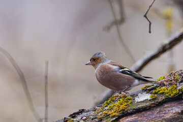 Bergfink