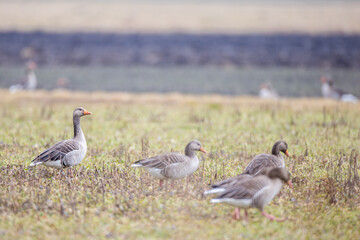 Graugans im Frühling