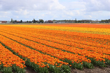 Rows of bright orange and yellow tulips growing in bulb fields in The Netherlands