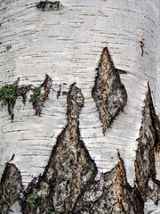 Natural background with birch bark. There are large rough spots and some lichen on the trunk. Copy...