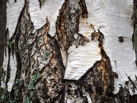 Rough texture of the bark of an old birch with a damaged surface, a torn piece of birch bark and a lichen. Natural background with birch bark. Copy space. - Powered by Adobe