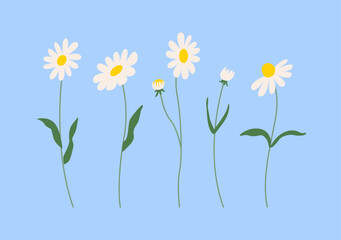 Set of chamomile flower branches. Vector flat botanical illustration
