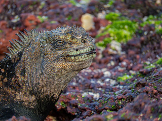 galapagos marine iguana