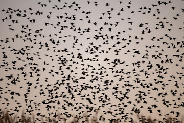 Vogelschwarm