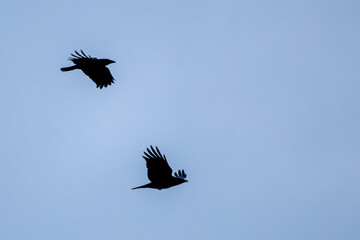Krähen im Flug