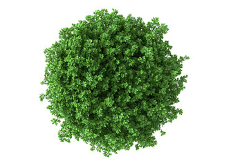 Fototapeta premium natural fresh parsley