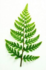 Delicate fern fronds isolated on white background, forest, leaves, plants