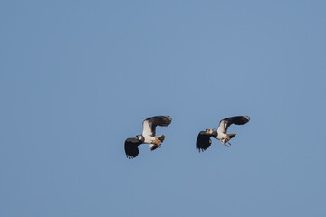 Kiebitz im Flug