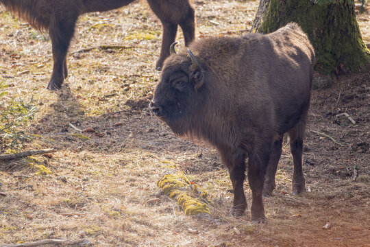 Wisent