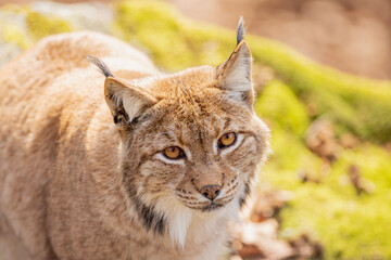 Obraz premium Luchs im Frühling