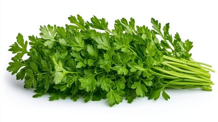 Obraz premium Crisp bunch of fresh chervil leaves isolated on a white background emphasizing their natural green color and texture