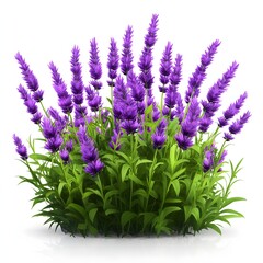 Fototapeta premium Lush Lavender Flowers Blooming with Green Foliage in a Natural Outdoor Setting