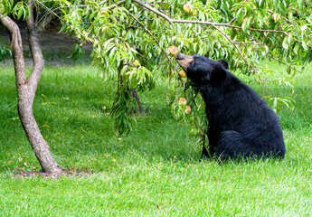 American black bear, Ursus americanus, sits under  a peach tree and sniffs a peach