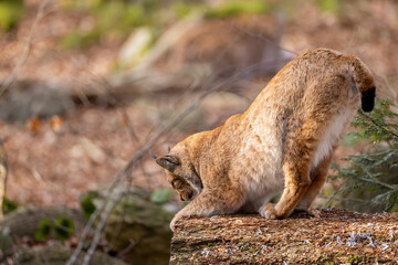 Luchs im Frühling