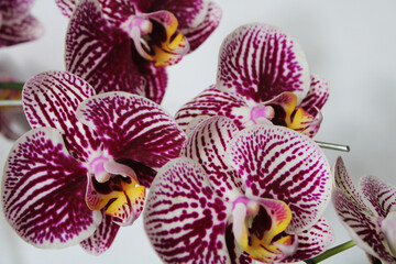 Beautiful orchid flowers