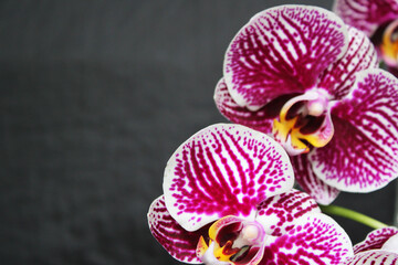 Beautiful orchid flowers