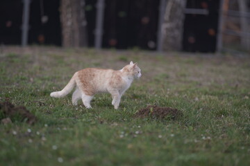 jack russell terrier