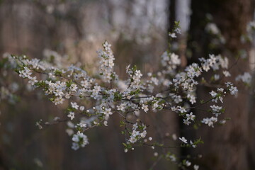 Naklejka premium flowers in the spring