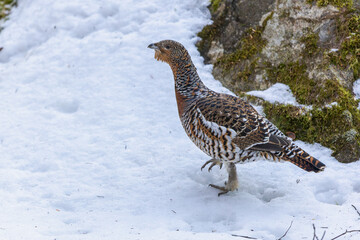 Auerhuhn im Frühling bei der Balz
