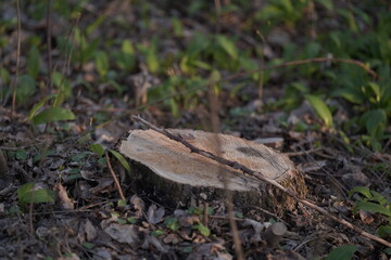 mushroom in the forest