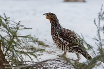 Auerhuhn im Frühling bei der Balz