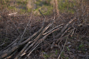 Fototapeta premium dead tree stump