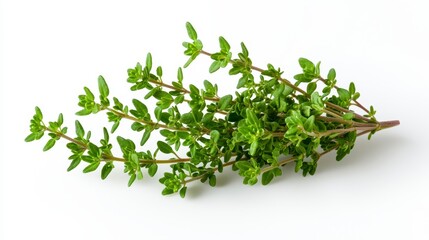 Obraz premium Graceful english thyme plant showcasing unique spica features with lush green leaves on a neutral background