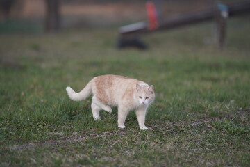 Fototapeta premium cat and dog