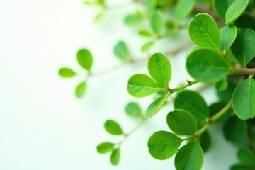 Obraz premium Small and rounded green leaves isolated on white background with a central stem, round, foliage, floral