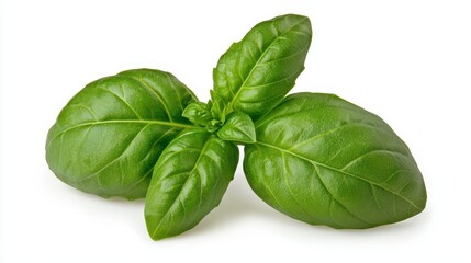 Fototapeta premium Fresh genovese basil leaves isolated on a white background, showcasing their lush green color and aromatic quality
