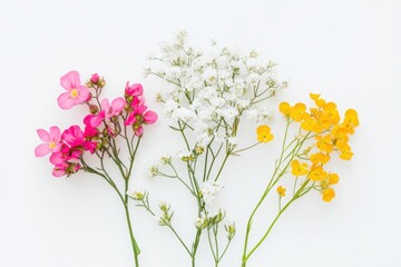 A botanical study of three contrasting wildflowers, artistically arranged on a bright white background. Vivid pink waxflowers, feathery white baby's breath, and golden yellow buttercups