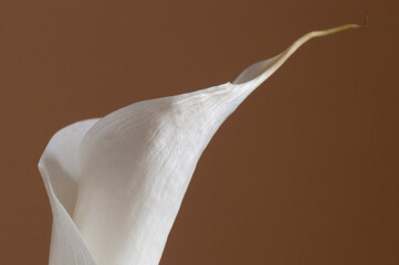 Calla lily flower on  brown background