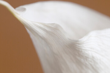 Calla lily flower on brown background